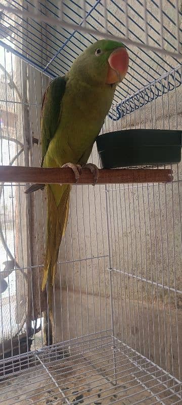 Raw male parrot for sale. 2