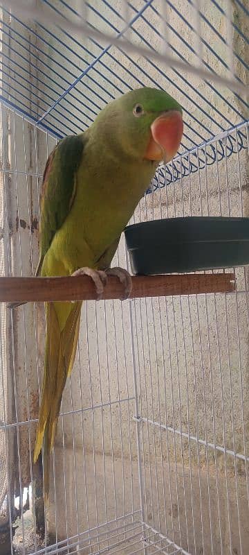 Raw male parrot for sale. 3