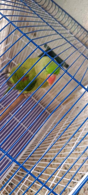 Raw male parrot for sale. 4