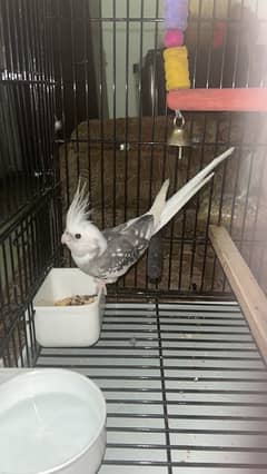 6M White head cockatiel hand tamed with food and cage, toys