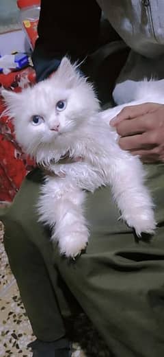 Persian kitten male cat long coat hein