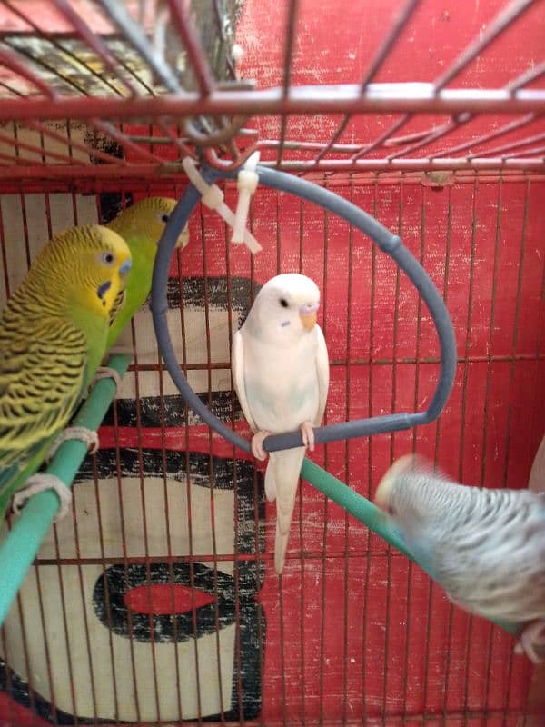 green pair or white for sale 0