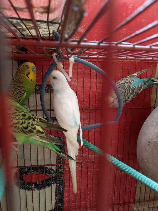 green pair or white for sale 1