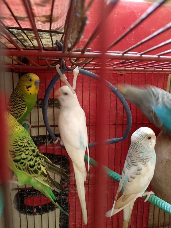 green pair or white for sale 3