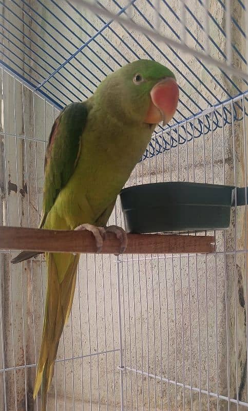 Raw male parrot for sale. 8