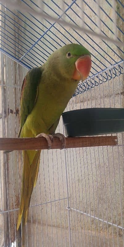 Raw male parrot for sale. 1