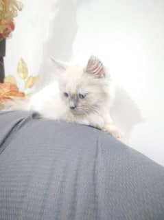 Persian/Ragdoll Female Kittens