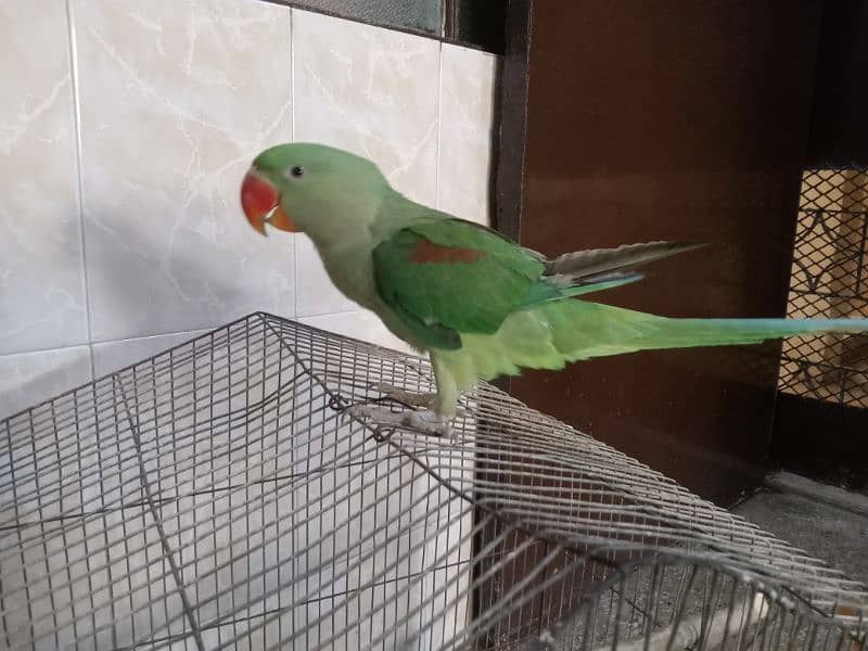 Raw parrot available for sale 2