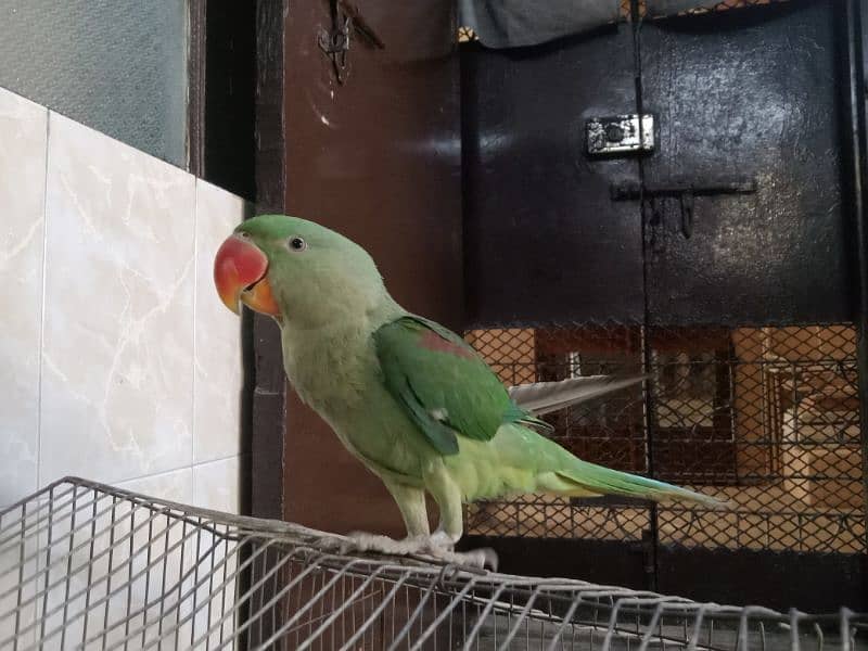 Raw parrot available for sale 3