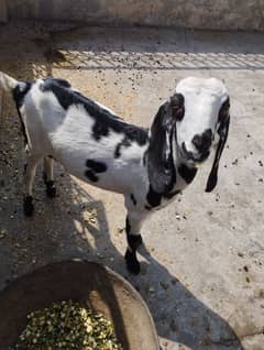 bakri