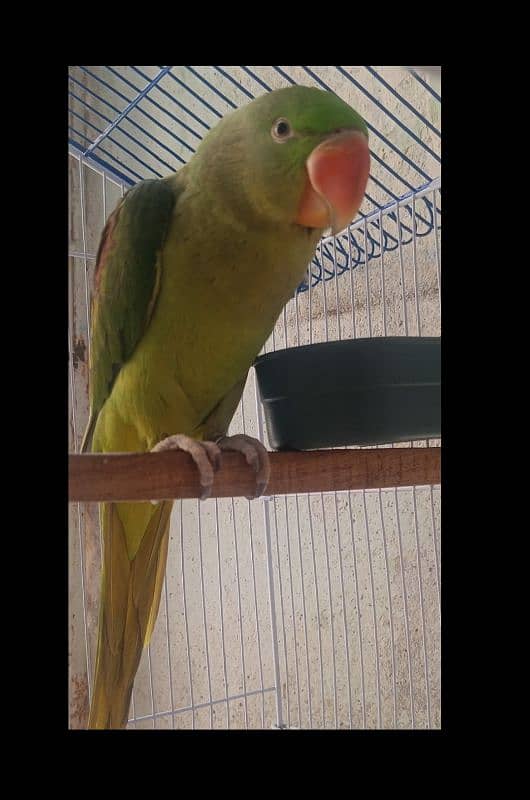 Raw male parrot for sale. 9