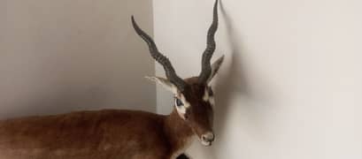 stuffed thar deer decor