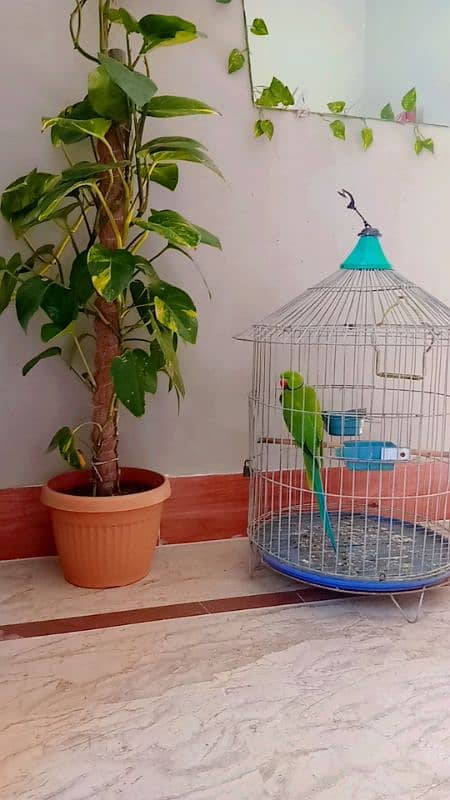 green parrot with black neck ring 1