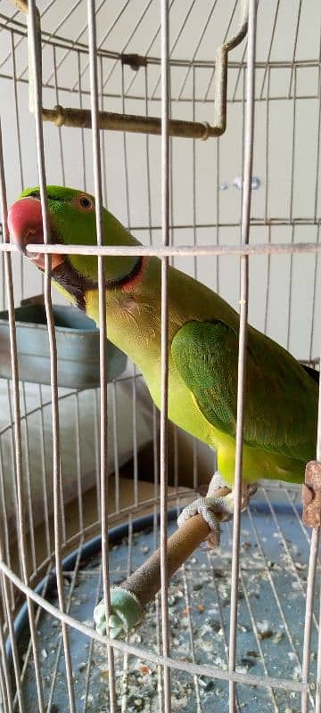 green parrot with black neck ring 4