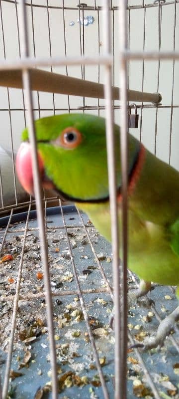 green parrot with black neck ring 6