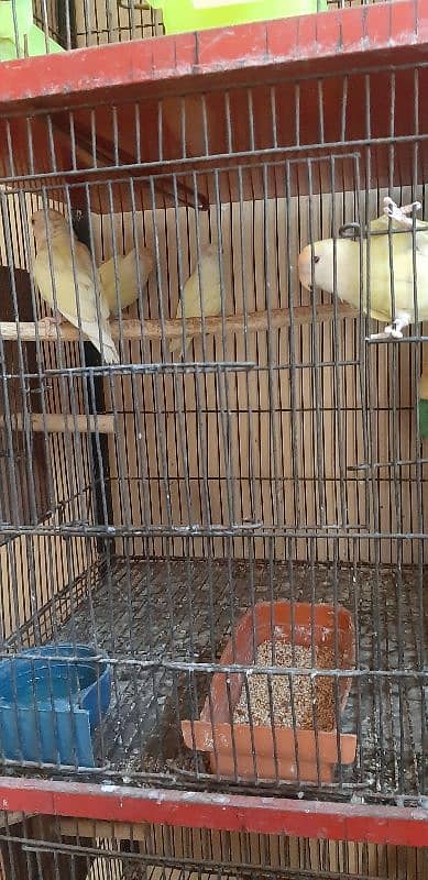 Love Birds 60 pair colony for sale 0