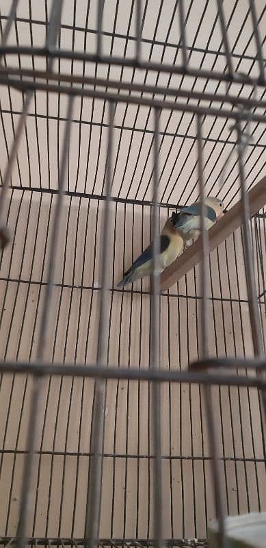 Love Birds 60 pair colony for sale 2