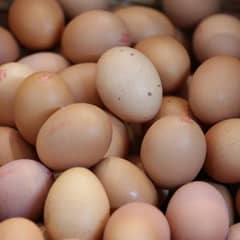 Egg Available Austrolop and Dasi Mix