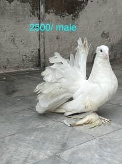 fancy pigeons lucky frill danish sentient kabootar