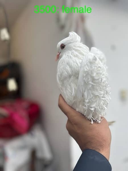 fancy pigeons lucky frill danish sentient kabootar 1