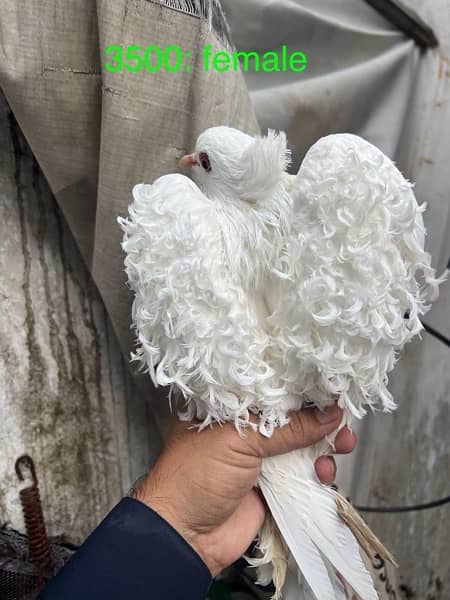 fancy pigeons lucky frill danish sentient kabootar 2