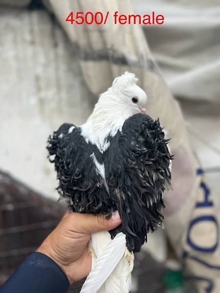 fancy pigeons lucky frill danish sentient kabootar 3