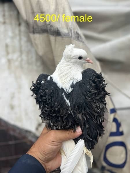 fancy pigeons lucky frill danish sentient kabootar 4