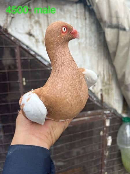 fancy pigeons lucky frill danish sentient kabootar 5