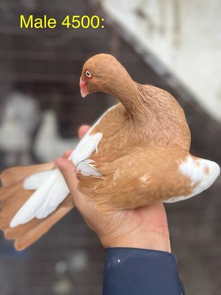 fancy pigeons lucky frill danish sentient kabootar 6