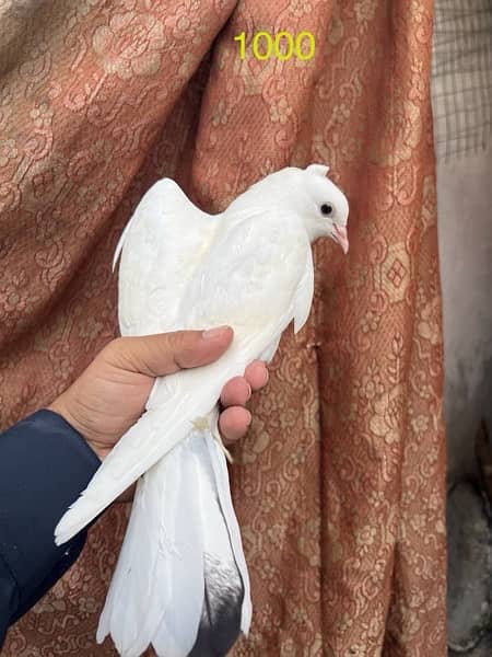 fancy pigeons lucky frill danish sentient kabootar 7