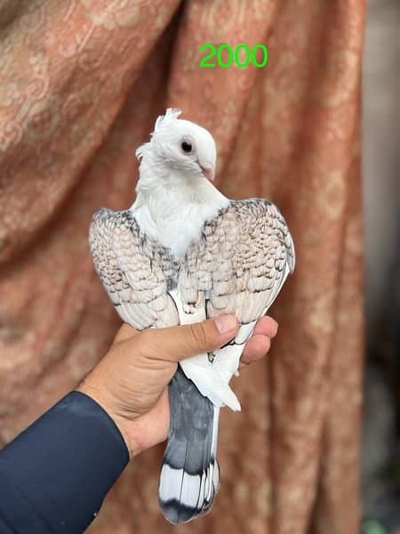 fancy pigeons lucky frill danish sentient kabootar 8