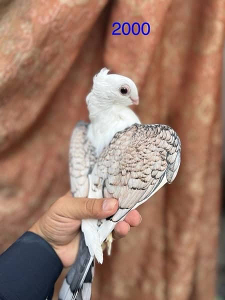 fancy pigeons lucky frill danish sentient kabootar 9