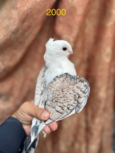 fancy pigeons lucky frill danish sentient kabootar 10