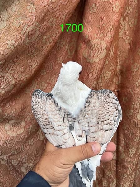 fancy pigeons lucky frill danish sentient kabootar 11