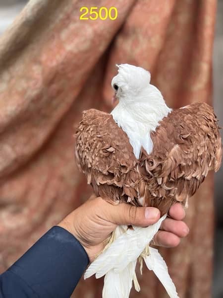 fancy pigeons lucky frill danish sentient kabootar 12