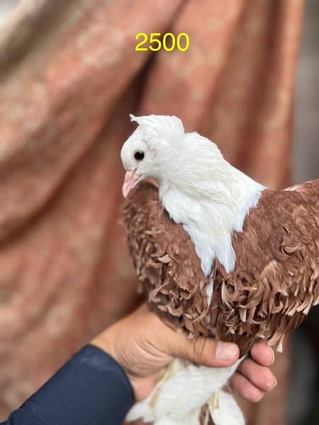 fancy pigeons lucky frill danish sentient kabootar 13