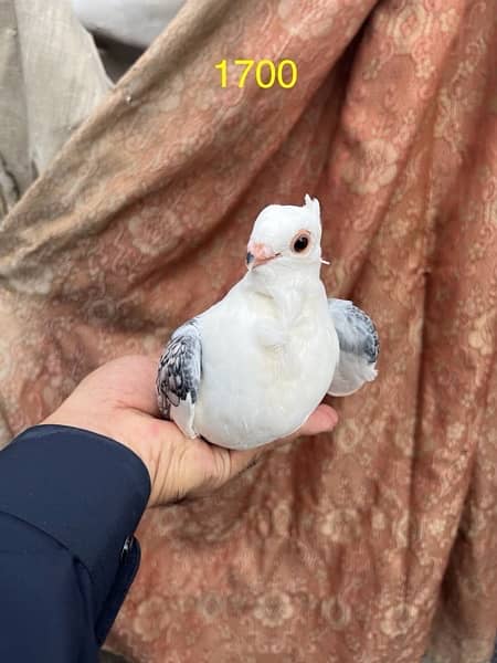 fancy pigeons lucky frill danish sentient kabootar 14