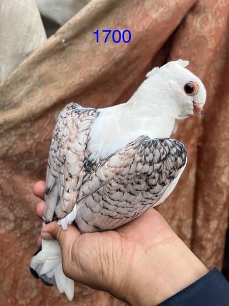 fancy pigeons lucky frill danish sentient kabootar 15