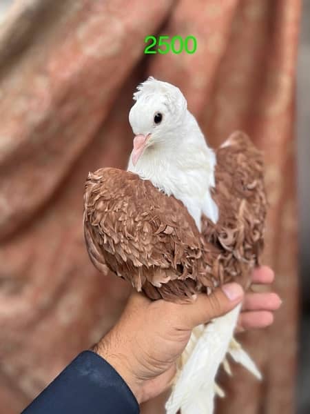 fancy pigeons lucky frill danish sentient kabootar 16