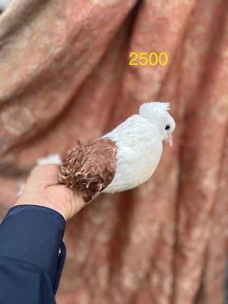 fancy pigeons lucky frill danish sentient kabootar 17