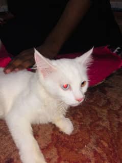 pure Persian cat playfull potyy trained 0