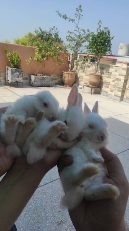 3 White Red eye rabbit bunnies (khargosh k bachay) 2