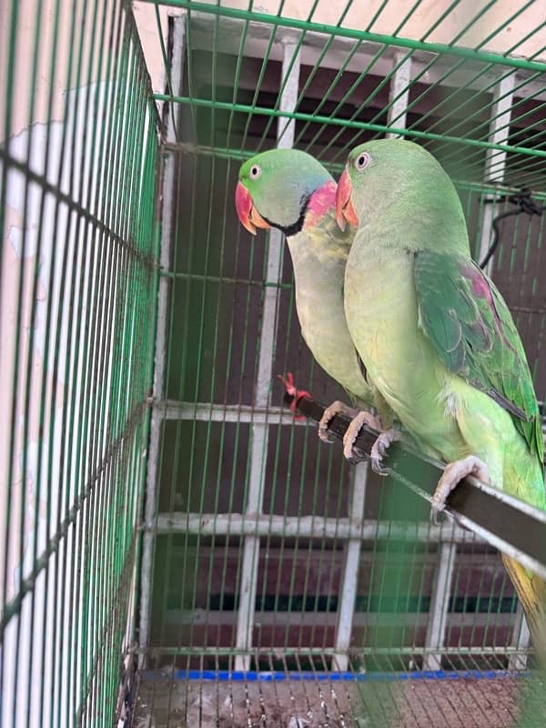 A pair of parrot 1