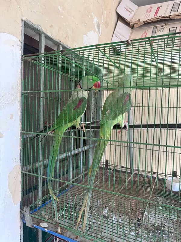 A pair of parrot 3