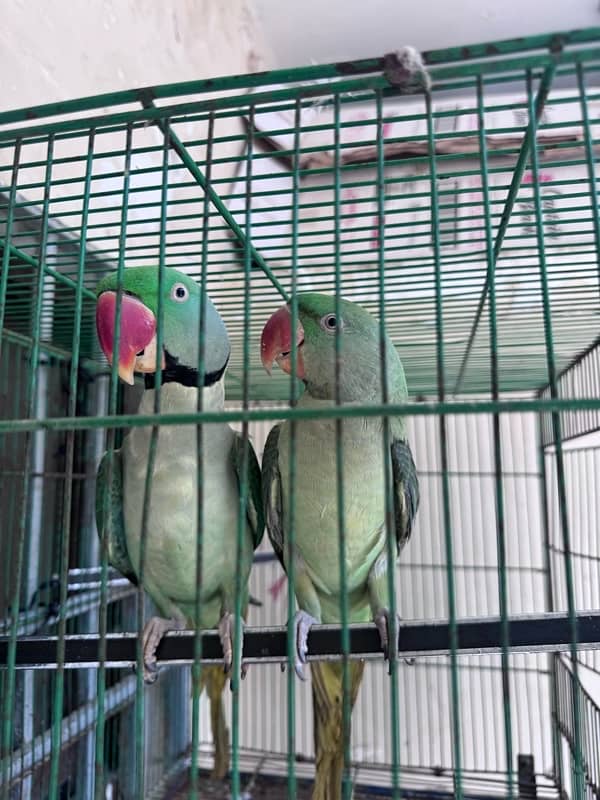 A pair of parrot 4