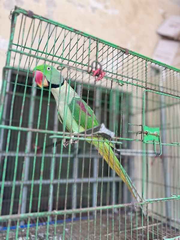 A pair of parrot 7