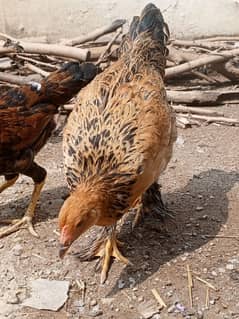 Brahma Buff Colombian Female