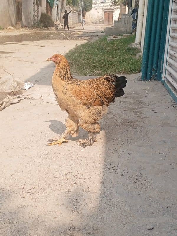 Brahma Buff Colombian Female 1