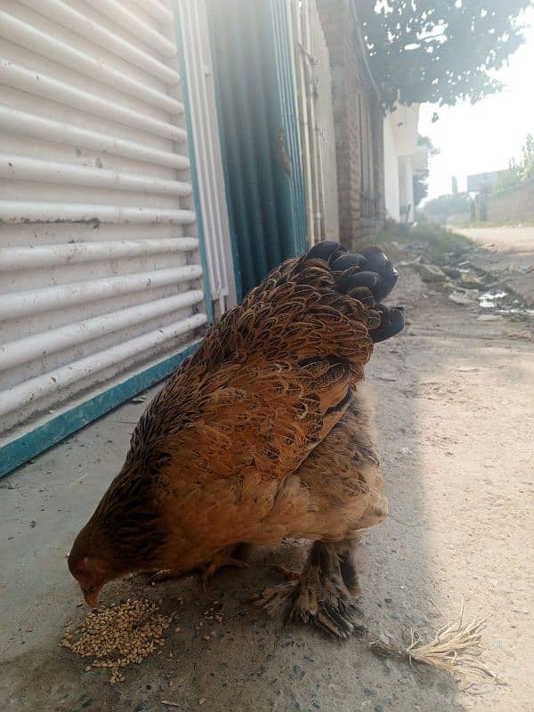 Brahma Buff Colombian Female 2