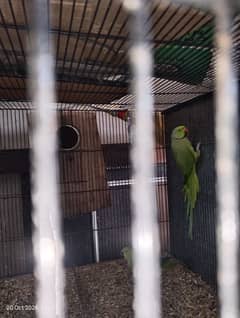 katha Male for Sale